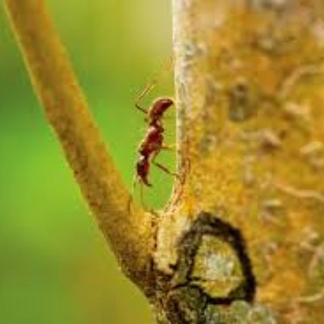 Image depicting Azteca alfari ants