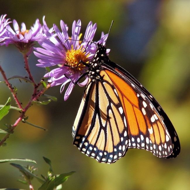 Image depicting monarch butterfly