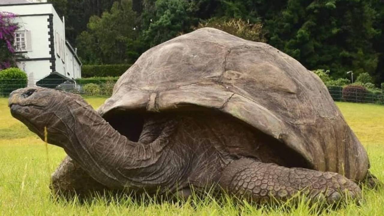 World S Oldest Living Tortoise 190 Year Old Jonathan Curious Times   Oldest Tortoise 1 