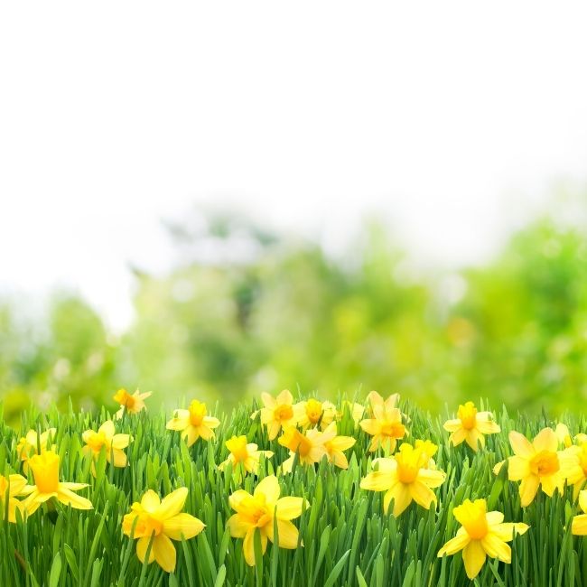 Image depicting Vasant Panchami: Spring’s First Whisper