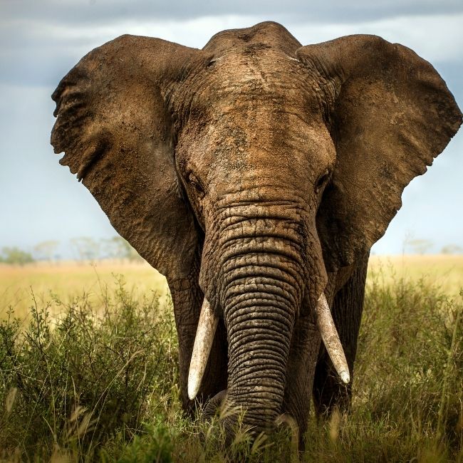 Image depicting Elephants - Gentle Giants of the Animal Kingdom