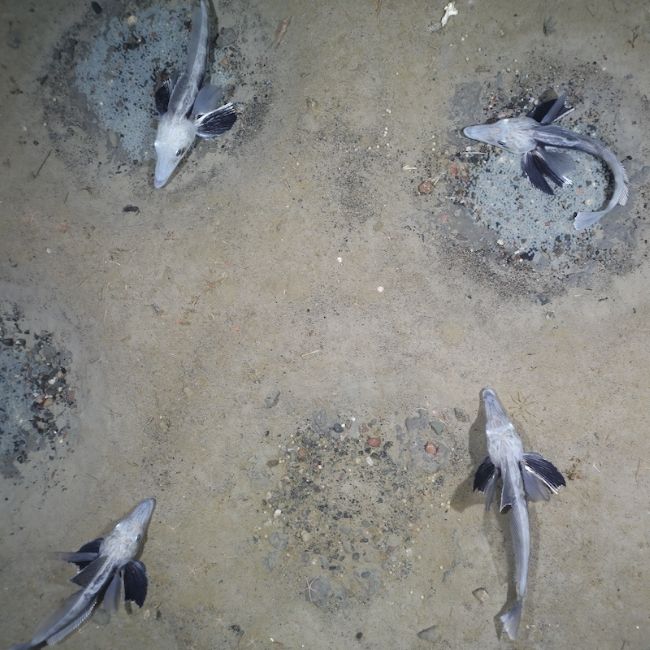 Image depicting Large Icefish Breeding Colony Discovered in Antarctica!