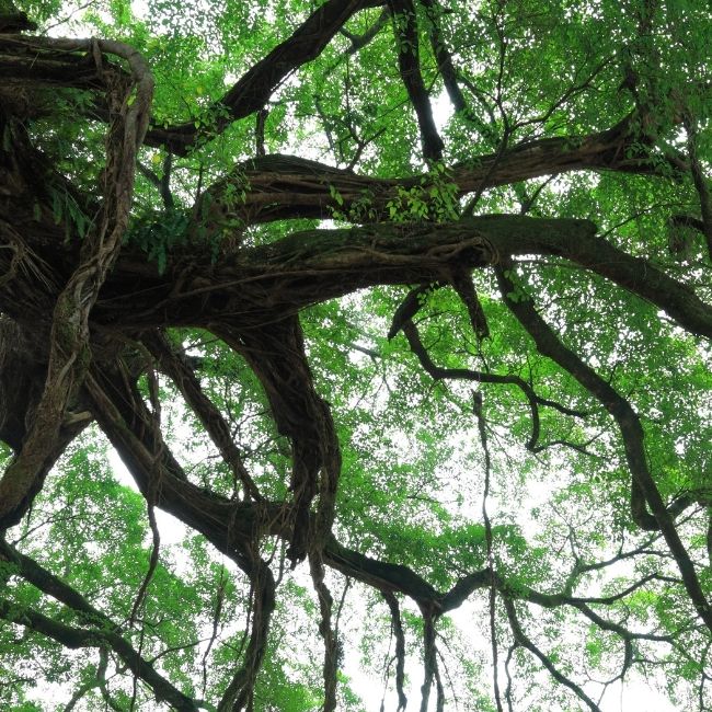 Image depicting 100 year old banyan tree brought to life