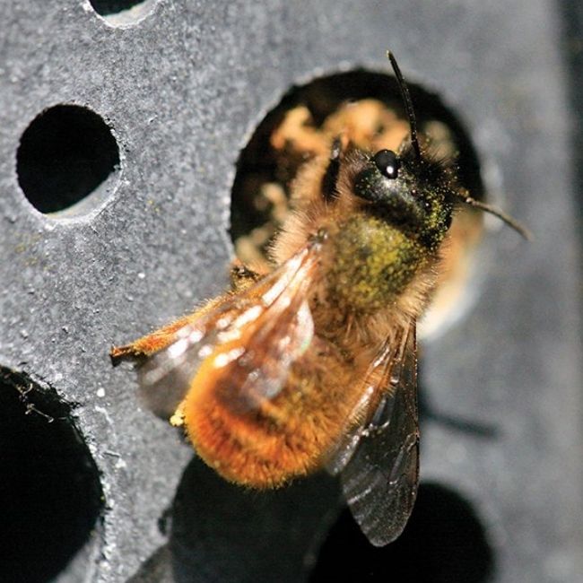 Image depicting The magic of "Bee Bricks"