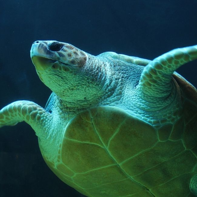 Image depicting Revival of Aldabra Atoll's green turtle population!