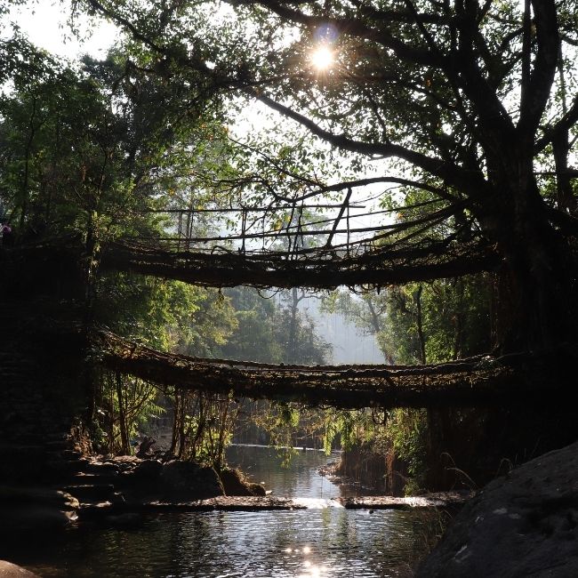 Image depicting Amazing Nature: Living root bridges