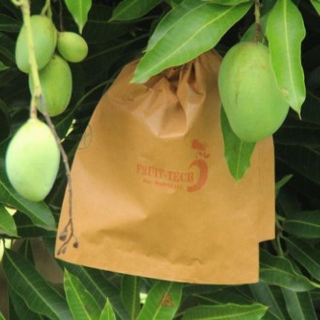 Image depicting Biodegradable bags and organic wax to protect mangoes!