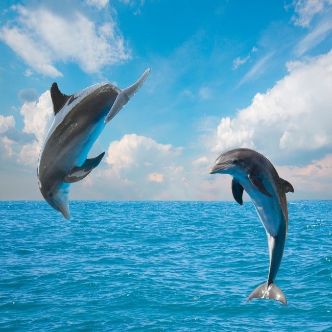 Image depicting Dolphin sounds and companionship rituals!