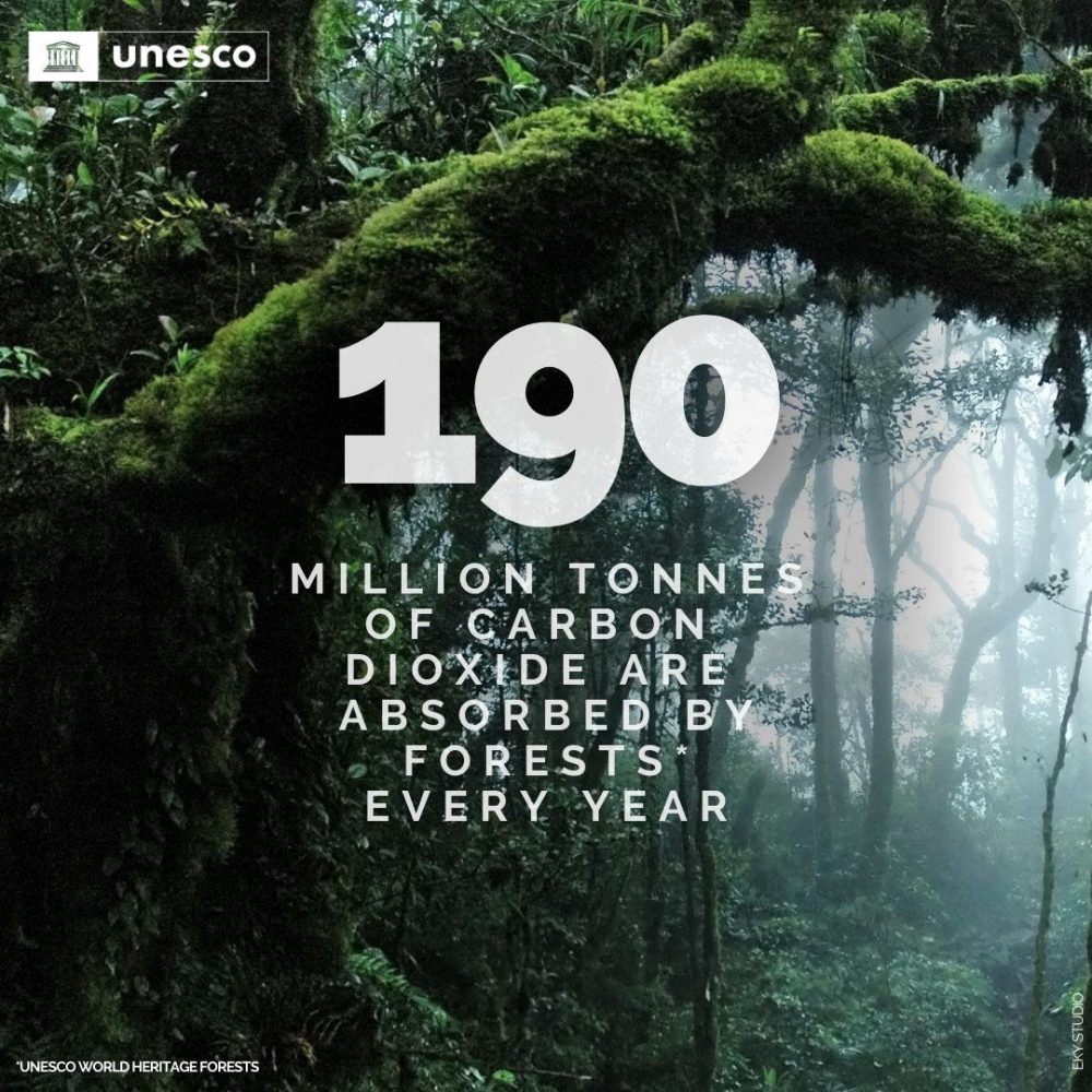 Image depicting International Day of Forests!