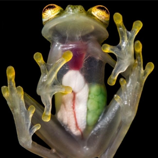 Image depicting New species of glass frogs discovered!