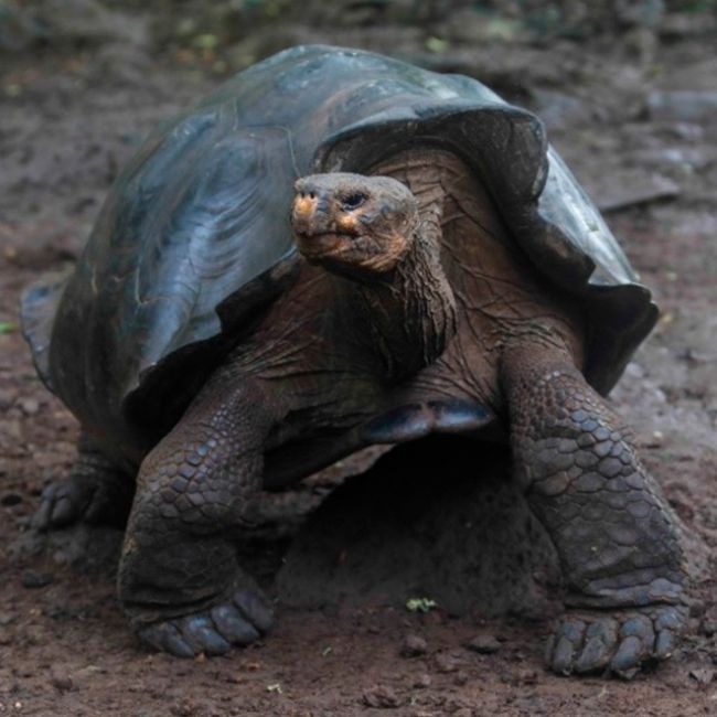 Image depicting Species of giant tortoise