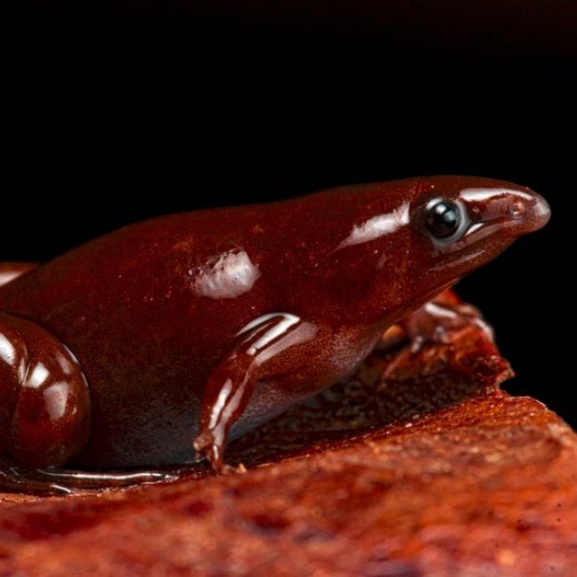 Image depicting Chocolate frog