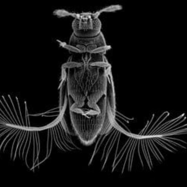 Image depicting featherwing beetle