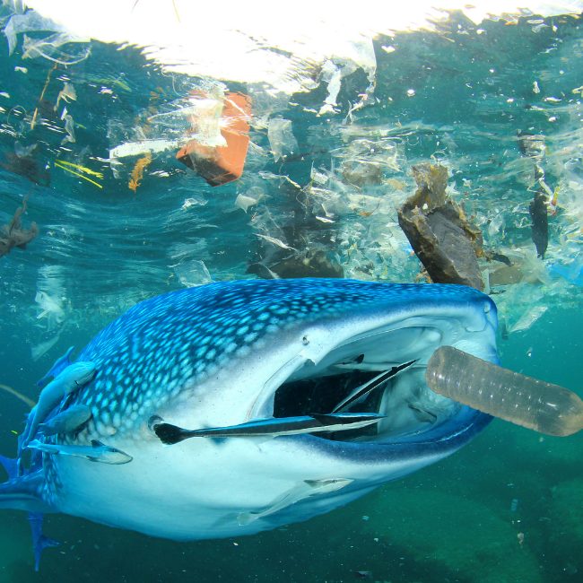 Image depciting Treaty for plastic pollution