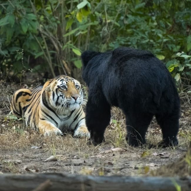 Image depicting Tiger and a Bear's encounter - Tadoba National Park