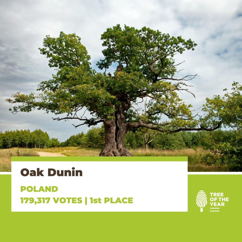 Image depicting European Tree of the Year 2022!