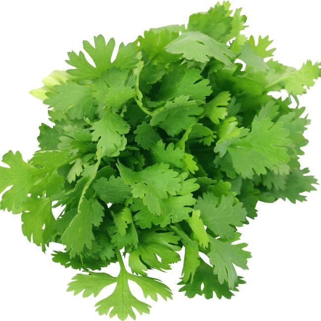 Image depicting coriander leaves