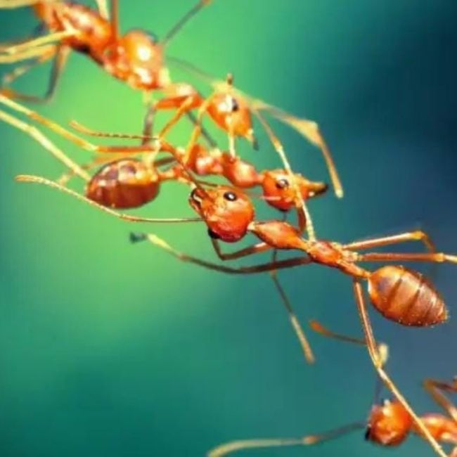 Image depicting ants can build bridges