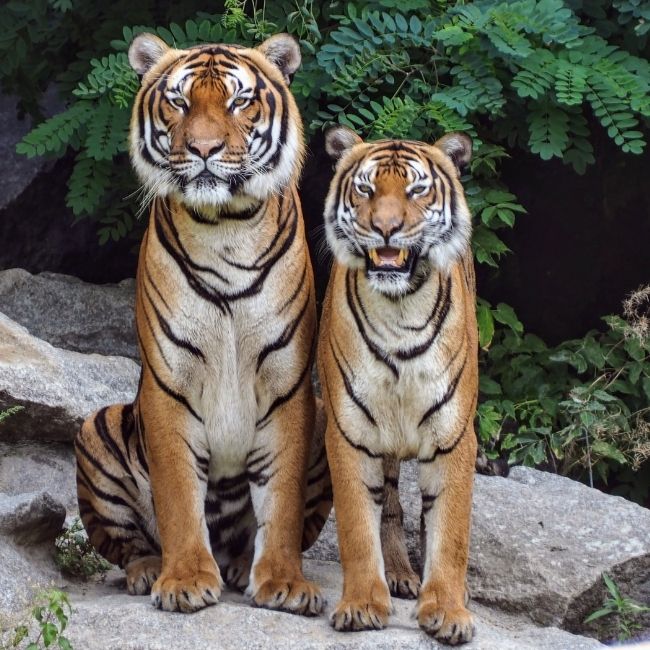 Image depicting Sundarbans