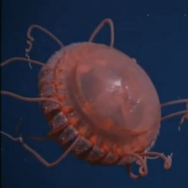 Image depicting crown jellyfish