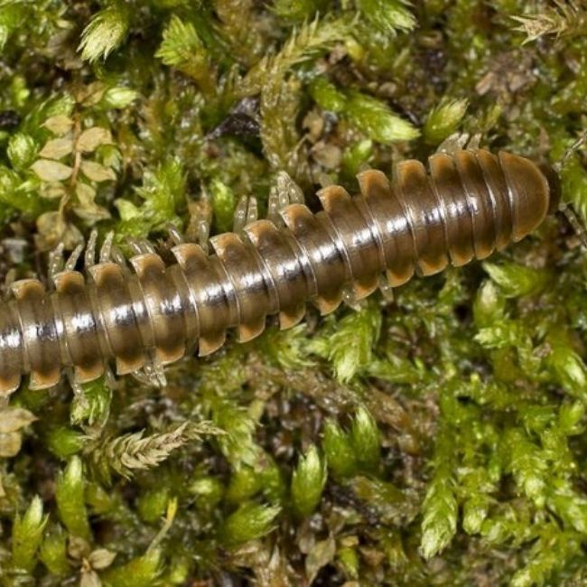 Image depicting new millipede species