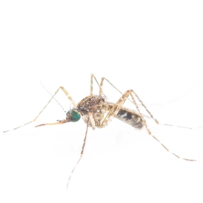 Image depicting Malaria-causing mosquitoes