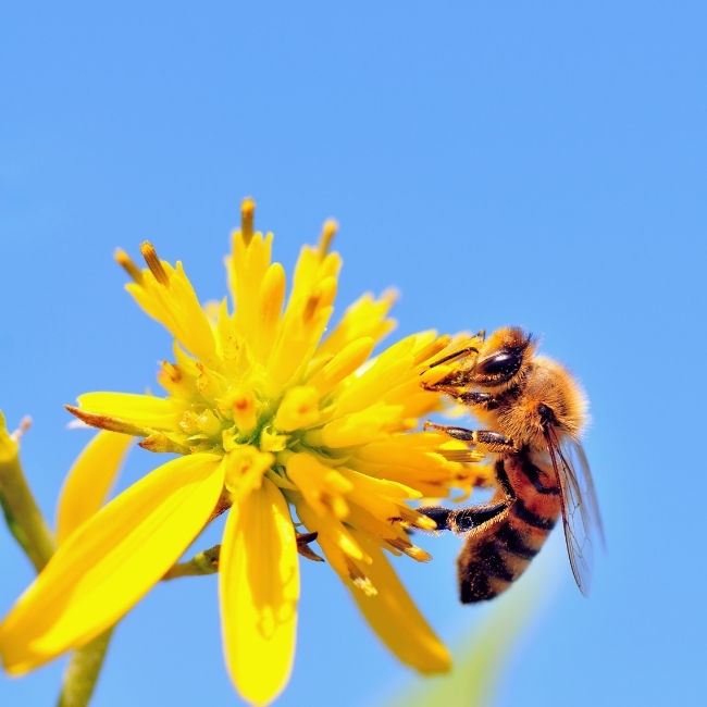Image depicting honeybees