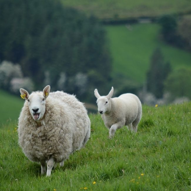 Image depicting Sheep