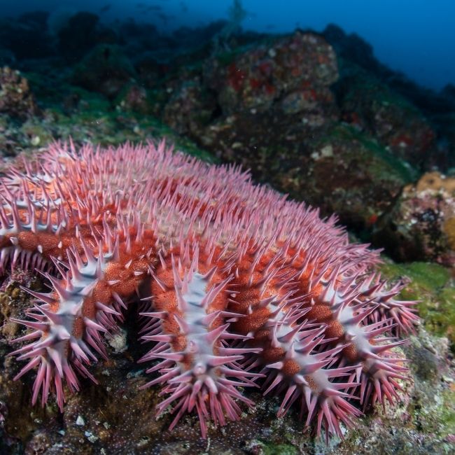 Image depicting Google-AI to identify crown-of-thorns starfish outbreaks!