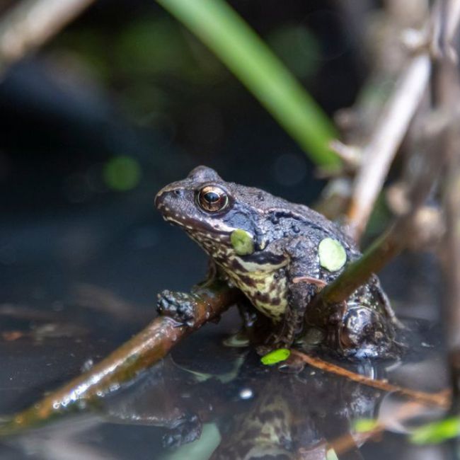 Image depicting ancient frog