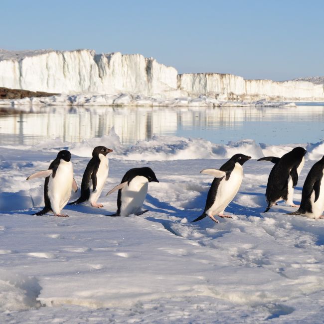 Image depicting Penguins