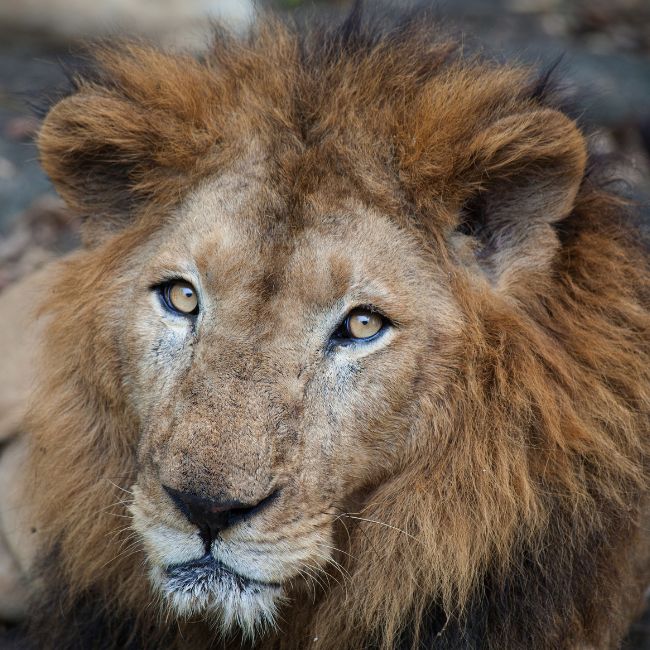 Image depicting Asiatic Lion