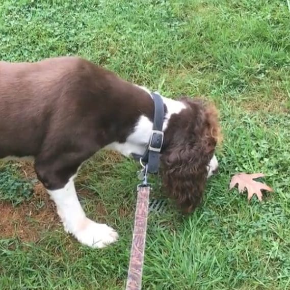 Image depicting Spaniel dog