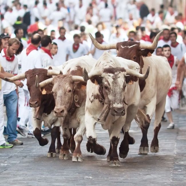 Image depicting Bull-run festival returns with a bang!