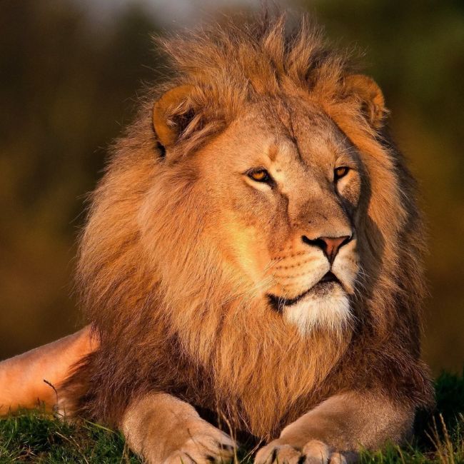 Image depicting Lions beach-walk freely for vitamin-sea!