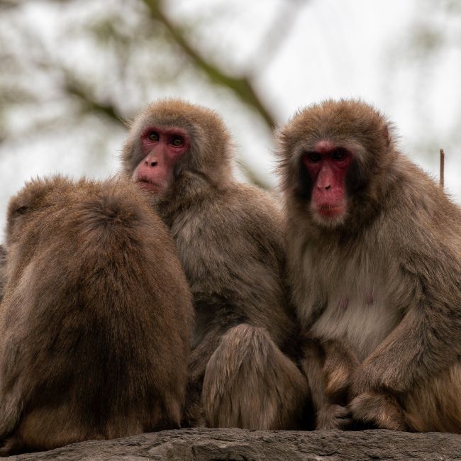 Image depicting Monkeys give sleepless nights to Japanese!