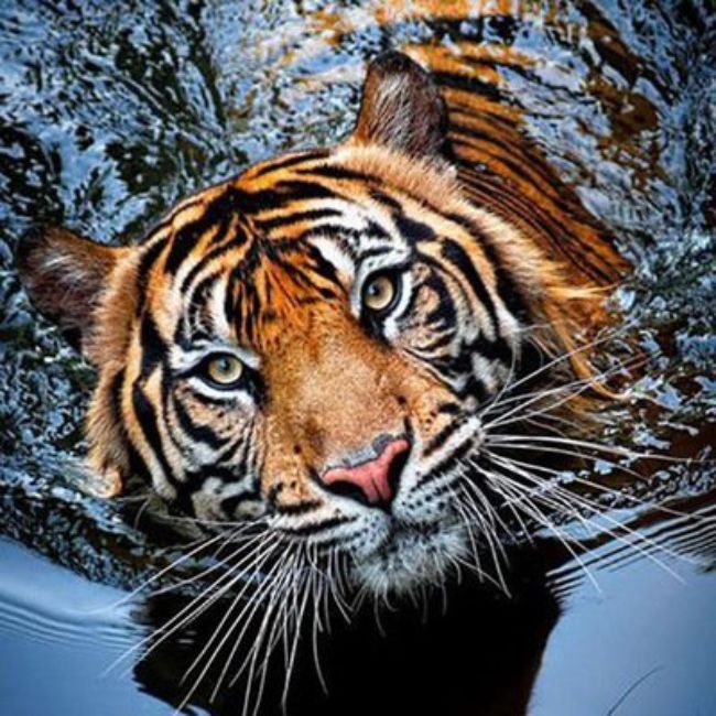 Image depicitng Ranthambore tigers
