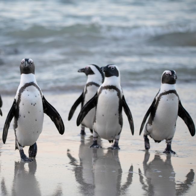 Image depicting Penguins