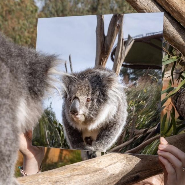 Image depicting Zoo installs mirrors for animals