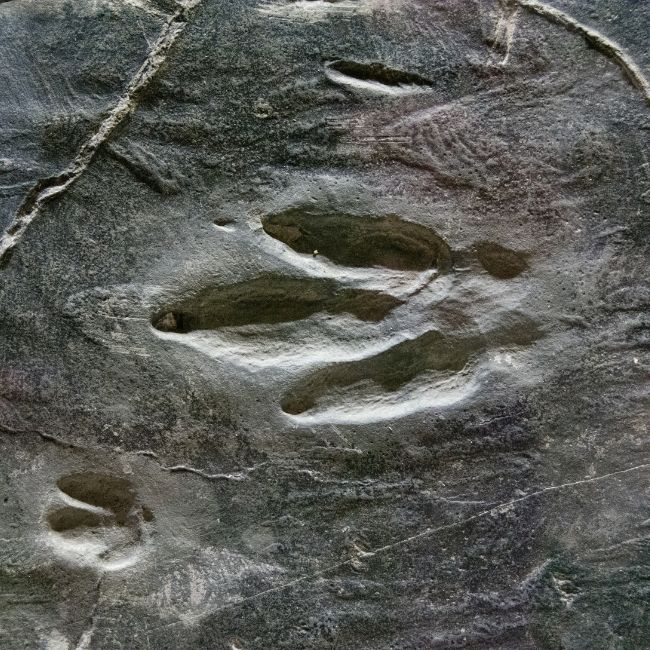 Image depicting Drought uncovers 113 million-year-old dinosaur footprints!