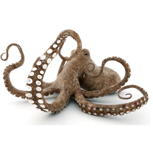 Image depicting What is it like to be an octopus?