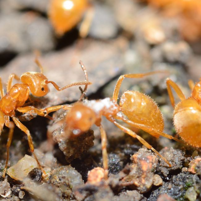 Image depicting Why are yellow ants invading Indian villages?