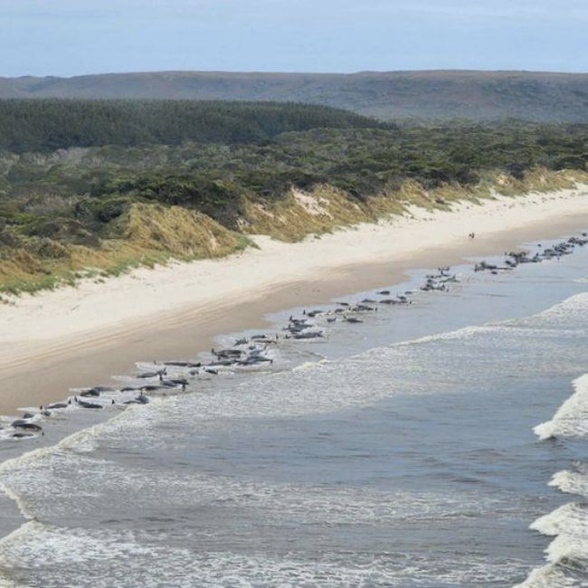 Image depicting 200 whales are stranded on Australian beach
