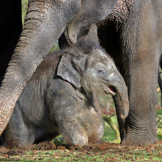 Image depicting See how an elephant mother shields her baby from tourists!