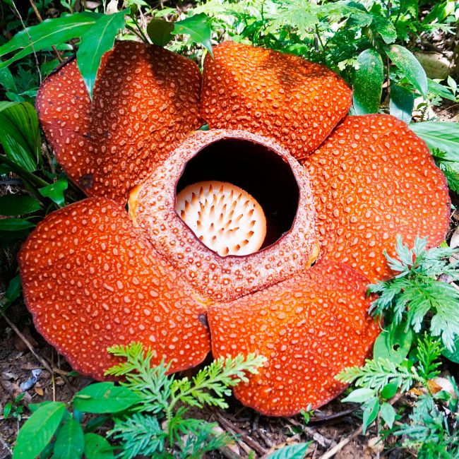 Image depicting World's largest flower ‘‘Rafflesia’’ blooms in Indonesia!