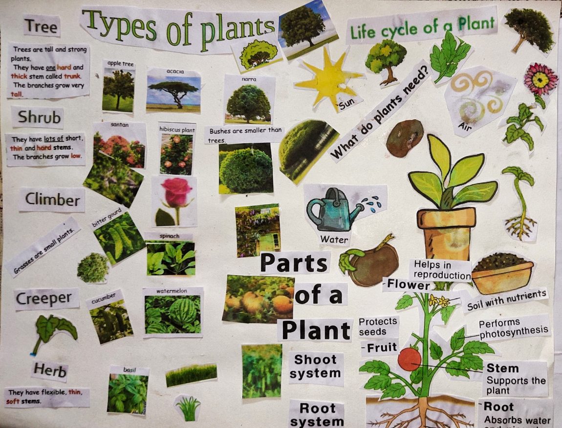 Image depicting Plants as Pioneers of Ecosystem Restoration