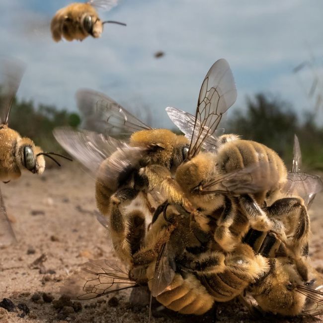 Image depicting 2022 Wildlife Photographer of the Year contest