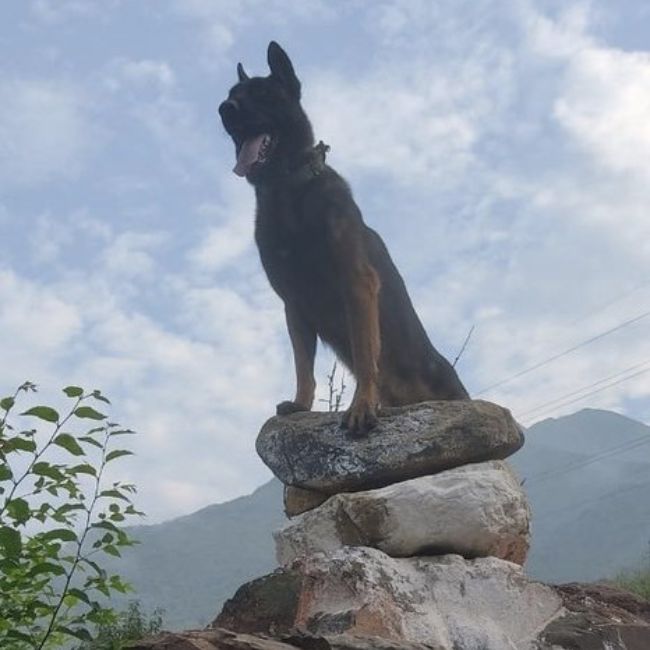 Image depicting Army Honors Military Dog "Zoom"!