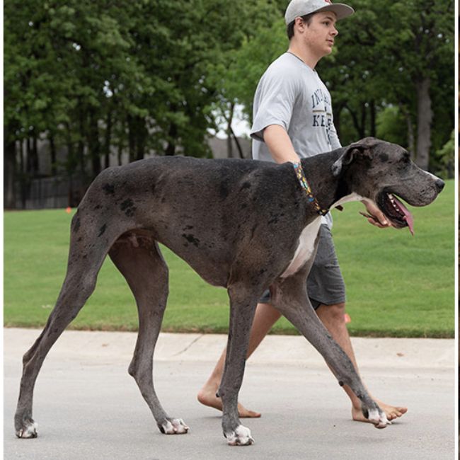 Image depicting At 3 feet 5 inches, Zeus is the world’s tallest dog!