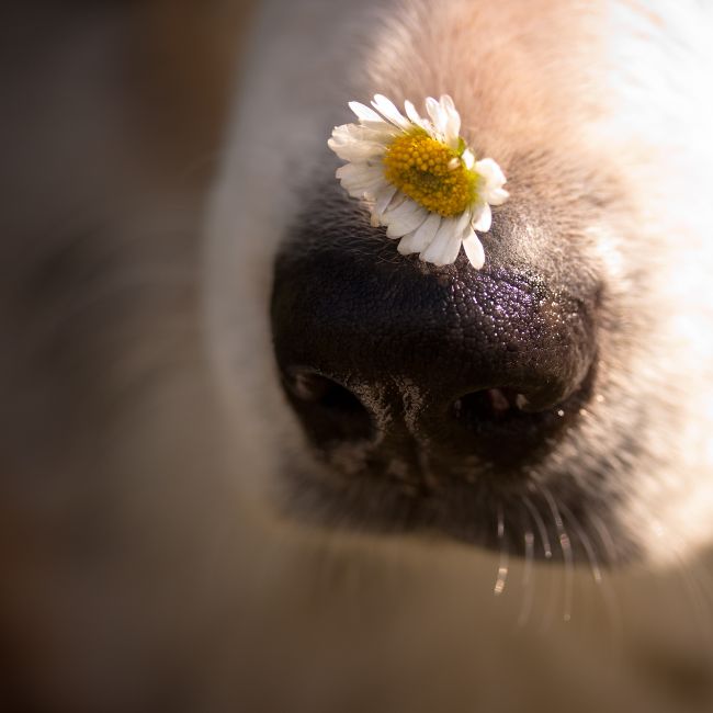 Image depicting Dogs can sense one’s pain through one’s sweat and breath!